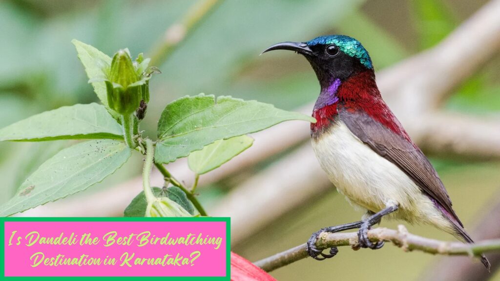 Dandeli birdwatching | Birdwatching in Dandeli