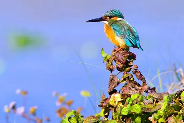 bird-watching