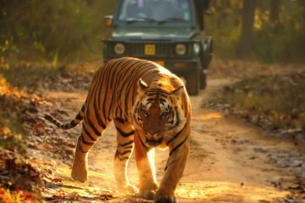 wildlife