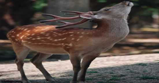 deer